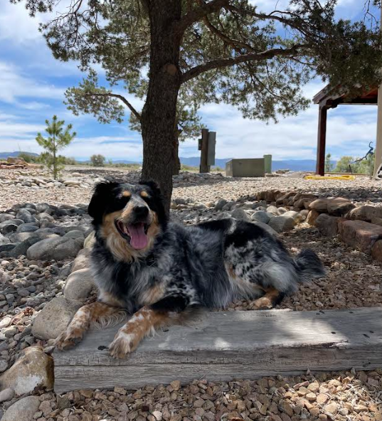 Happy dog client