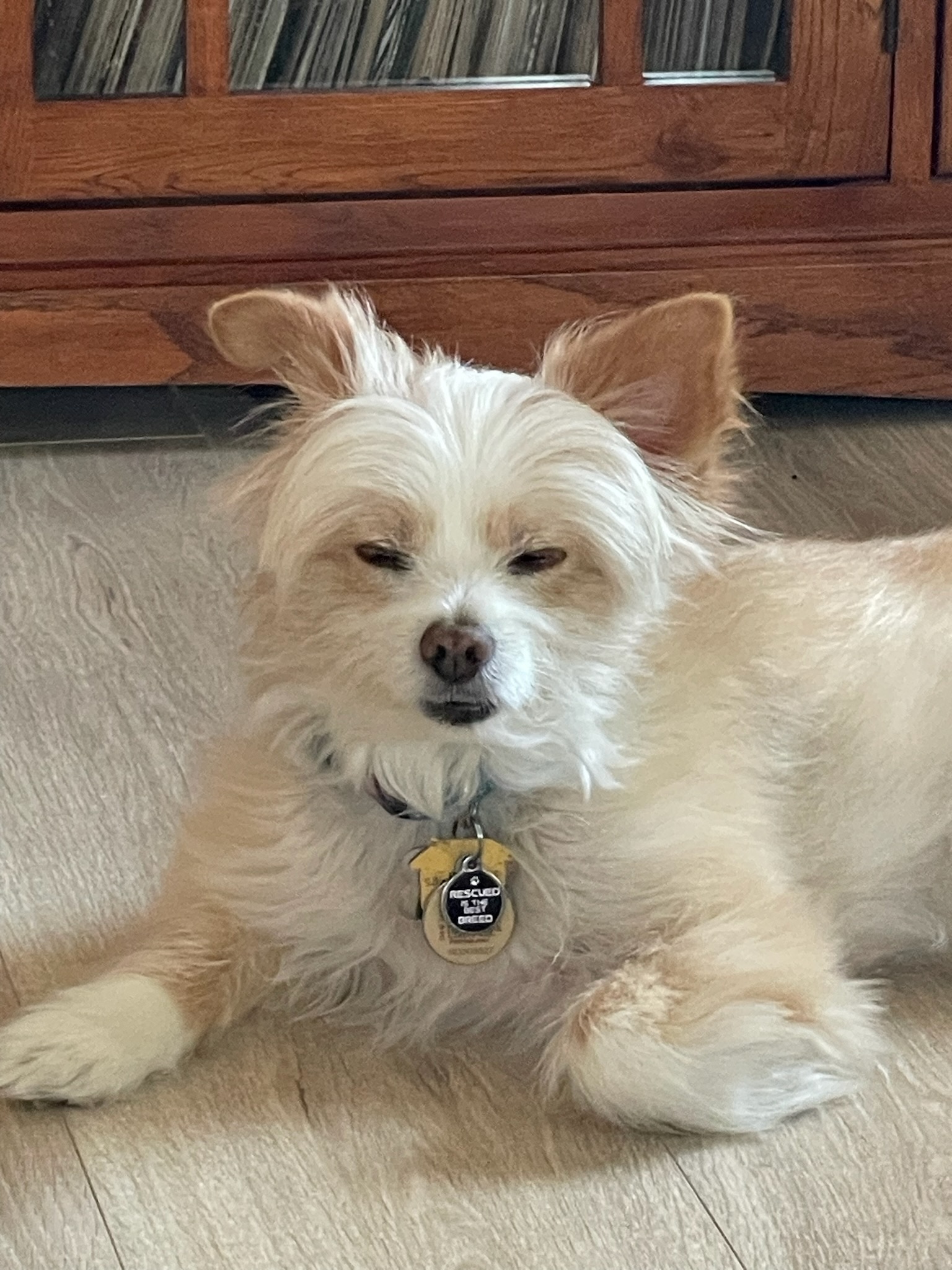 Playful dog client
