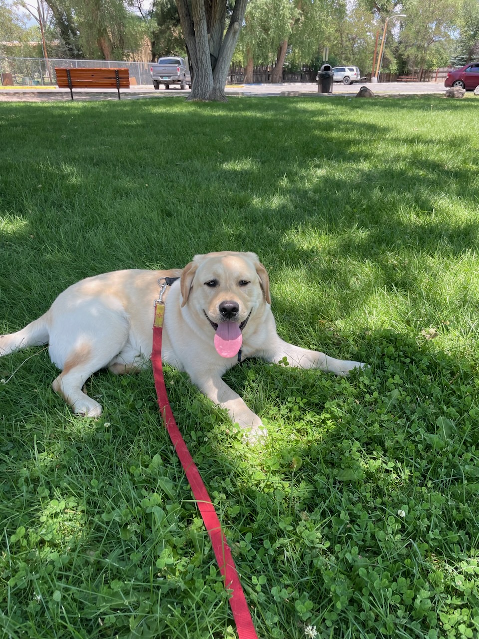 Adorable dog client